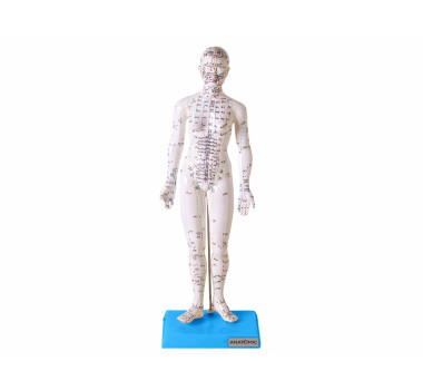 Modelo de Acupuntura de 50 cm, Feminino TGD-0402 - Anatomic 