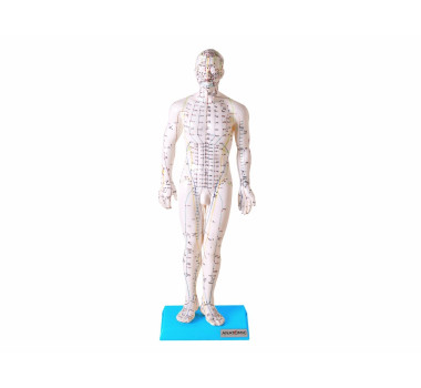Modelo de Acupuntura de 50 cm, Masculino TGD-0404 - Anatomic