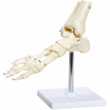 Esqueleto Do Pé Com Ossos Do Tornozelo Tgd-0159-B - Anatomic 