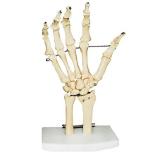 Modelo Esqueleto da Mão com Ossos do Punho TGD-0157-B - Anatomic 