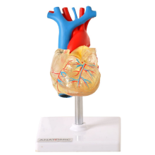 Modelo Coração Transparente em 2 Partes com Sistema Condutor TGD-0322-T - Anatomic