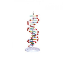 Dupla Hélice de DNA - TGD-0001 - Anatomic 