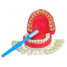 Modelo Dentição com Todos os Dentes Removíveis TGD-0312-C - Anatomic