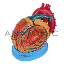 Modelo Coração Ampliado em 3 Partes TZJ-0321-B - Anatomic