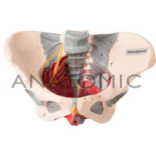 Modelo Esqueleto Pélvico Feminino com Nervos e Ligamentos TZJ-0353-H - Anatomic 