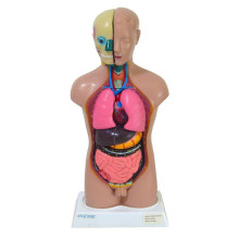 Modelo Torso Bissexual - Anatomic - 42cm com 14 Partes TGD-0206-C - Anatomic 