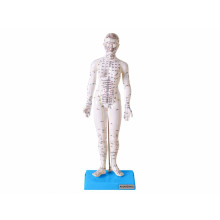 Modelo de Acupuntura de 50 cm, Feminino TGD-0402 - Anatomic 