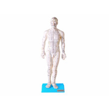 Modelo de Acupuntura de 50 cm, Masculino TGD-0404 - Anatomic