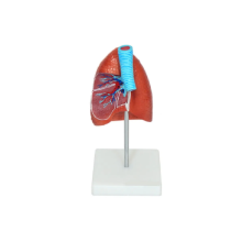 Modelo Pulmão com Traqueia e Placa Explicativa TGD-0319-B - Anatomic