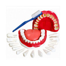 Arcada e Todos os Dentes Removíveis - Boca TGD-0312-C - Anatomic