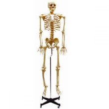 Esqueleto 168 cm, com Coluna Flexível, com Suporte e Base com Rodas - Anatomic 